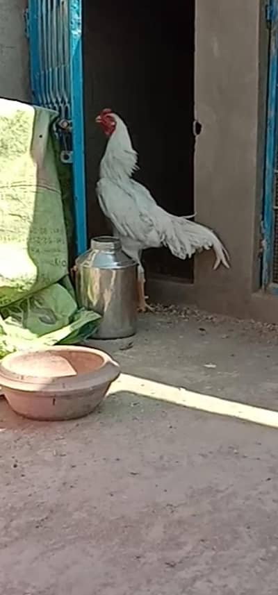 Swing Neck pure Jerman O SHAMOO high quality male