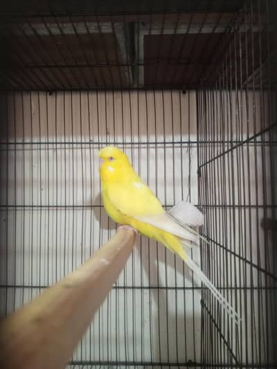 budgie red I king size male