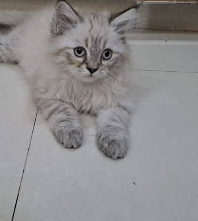 Active and healthy kitten