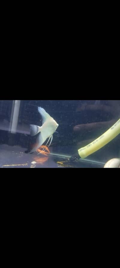 platinum angle piece and endlicheri bichir