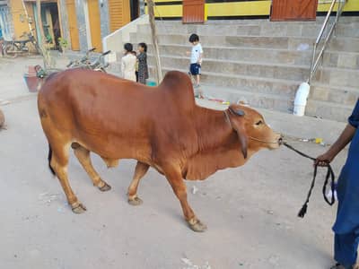 2 dant bachra ha 2 bachara h 4.1/2 man  meat wait h