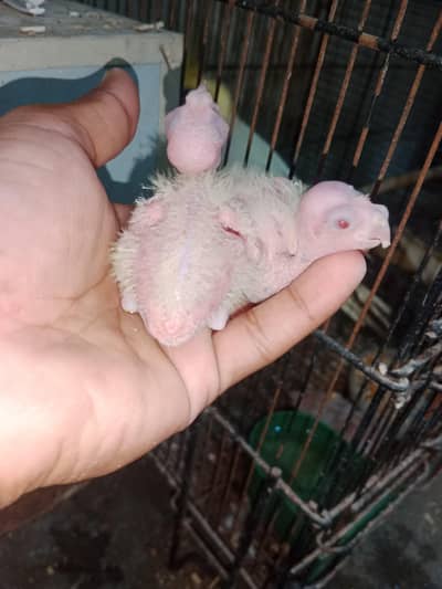 common white chicks 1500 per piece