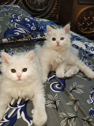 Persian kittens triple coat