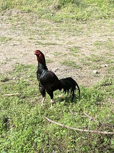 Sindhi Aseel patha for sale