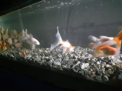 Aquarium 4 ft for sale