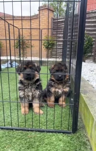 German Shepherd Puppies WhatsApp03201503884