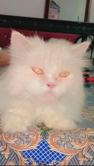 doll face female cat