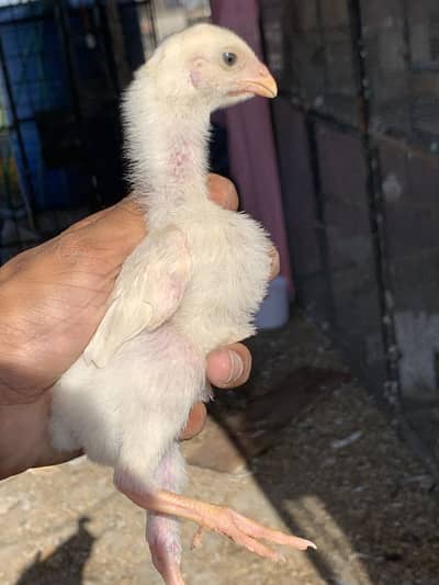 SHAMO WORLD WHITE SHAMO CHICKS 03026496350