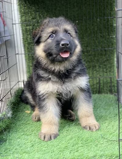 German Shepherd Puppies WhatsApp03201503884