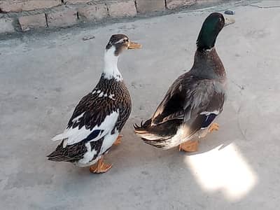 Pair of Duck  fully healthy and egg giver