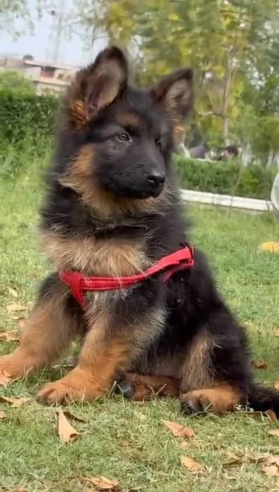 German shepherd puppies  my WhatsApp number o32452852o7