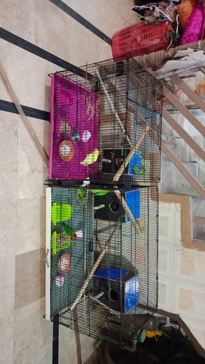 i sell my love birds with 3 small kidskids (( . watsap  03204719124 ))