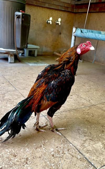 high quality chitkana zerosize pure mianwali