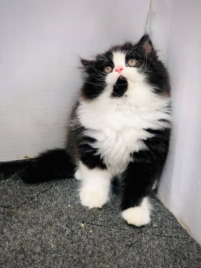 Cash on delivery parshion punch face kitten