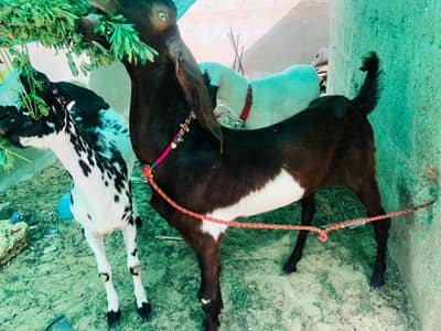 bakra blade khassi barbari and brown ablak 2026 qurbani