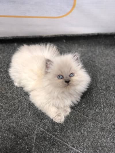 Cash on delivery parshion punch face kitten