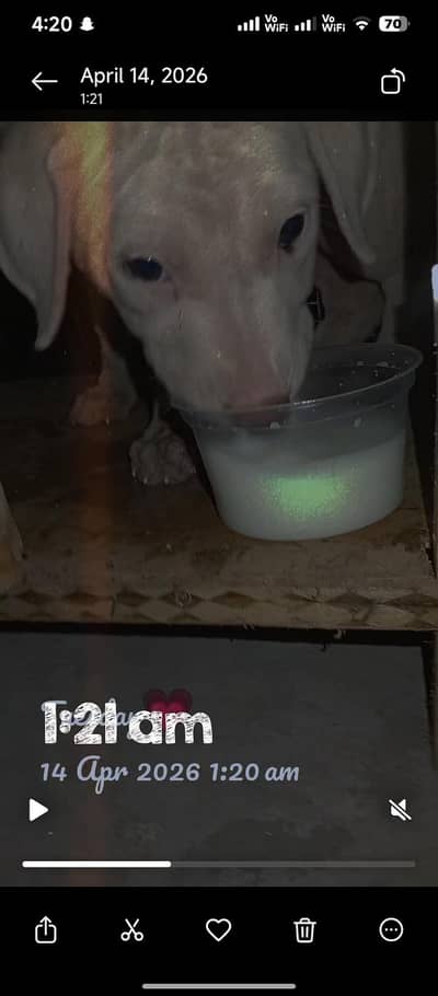 original butieer female baby