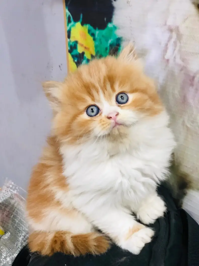 Cash on delivery parshion punch face kitten — photo 8