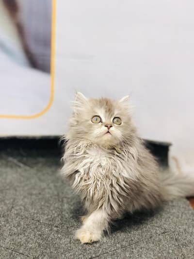 Cash on delivery parshion punch face kitten