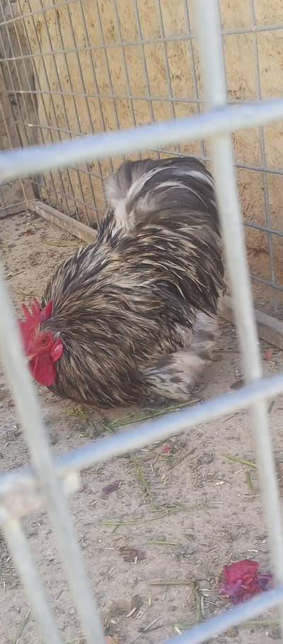 2 hens 1 male 1 female. .