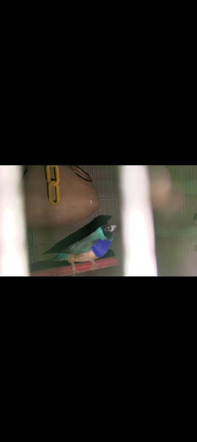 blue goldian male  split blue fimale