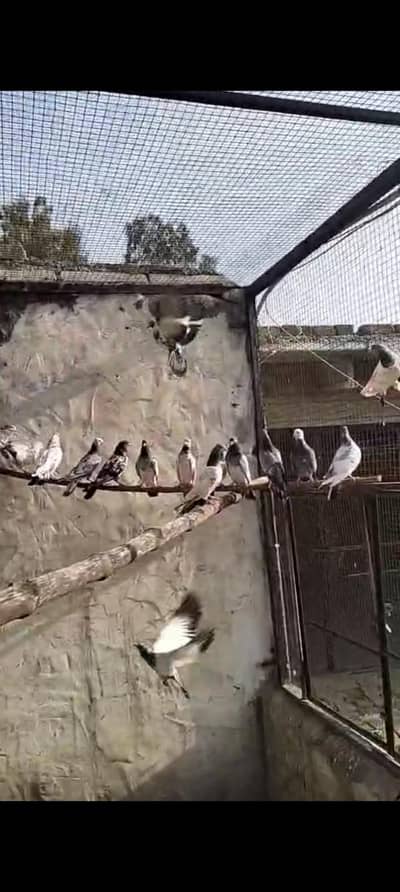 High flying pigeons.