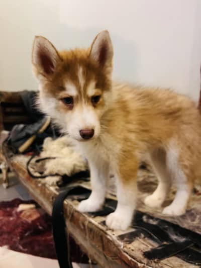 Top Quality Rare colour husky 2 months old puppy