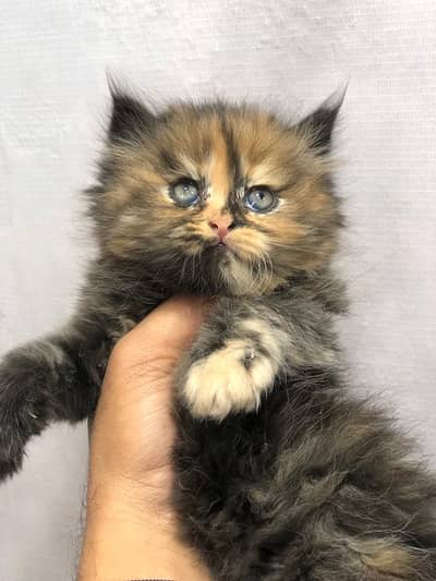 Cash on delivery parshion punch face kitten