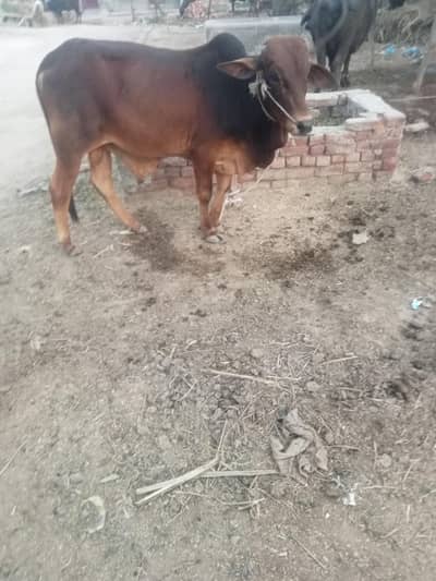 khera vacha palai vala janver ha