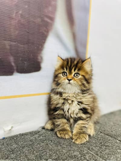 Cash on delivery parshion punch face kitten