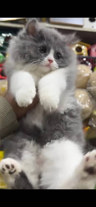 Quality Persian Punch face cat & kitten is 03233614642 WhatsApp