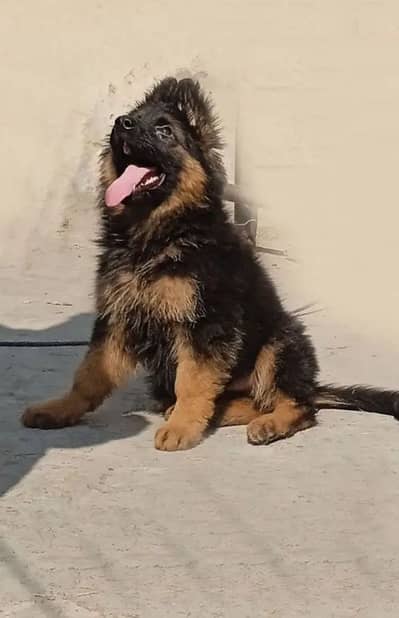 German Shepherd 03217489701
