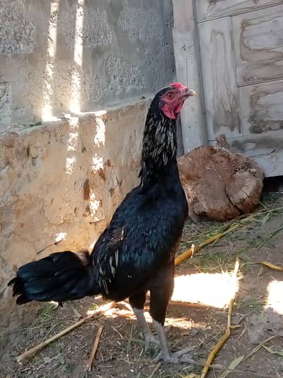 Young and beautiful hen