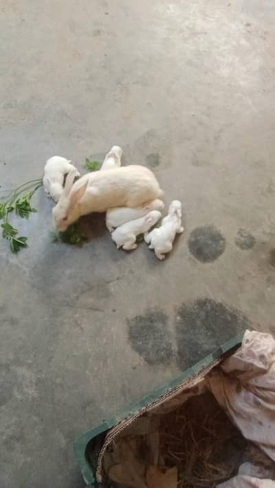 11 پیس خرگوش سیل کرنے ہیں