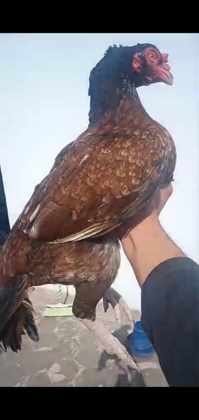 HIGH QUALITY ASEEL FEMALE AVAILABLE