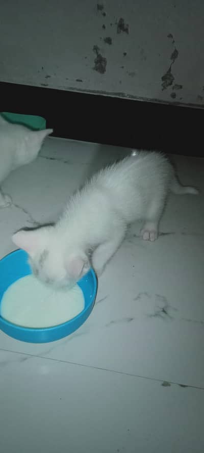 single coated white persian kittens