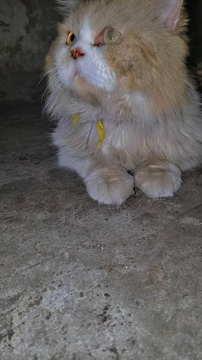 Persian cat