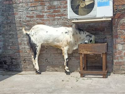 kala Cheena Bital Bakra