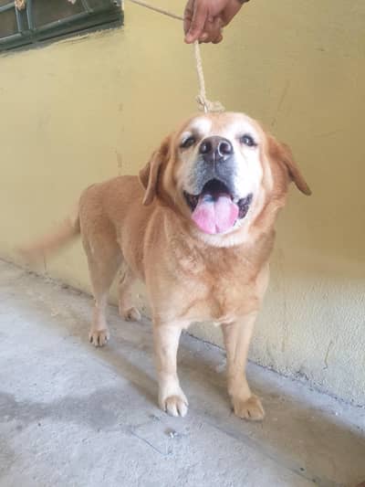 Labrador for sale fully vaccinated with documents