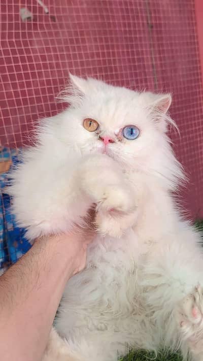 Persian triple coated female cat available for sale