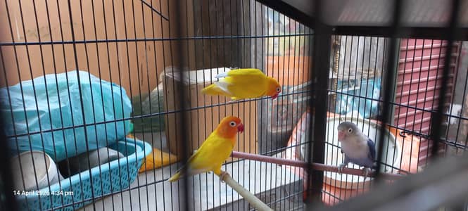 cocktail/lotino personata and Love Birds for Sale