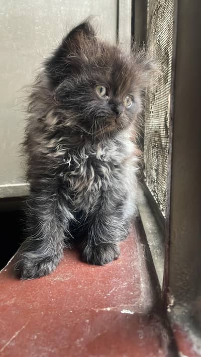 Triple Coat Persian Kittens for Sale  | Fluffy & Healthy