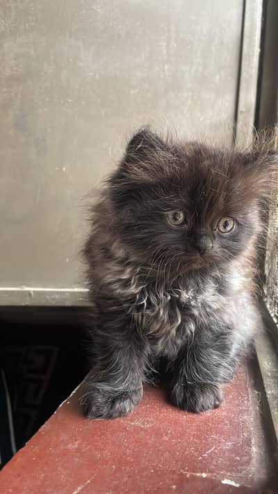 Triple Coat Persian Kittens for Sale  | Fluffy & Healthy