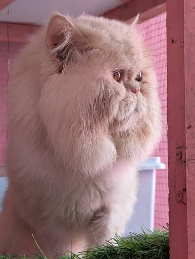 Persian bhalo stud male available for sale
