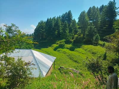 Prime Land for Sale Nathia Gali (VIP Location)