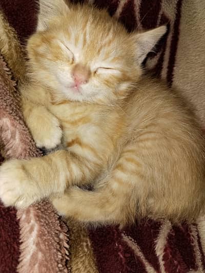 Persian cat for sale