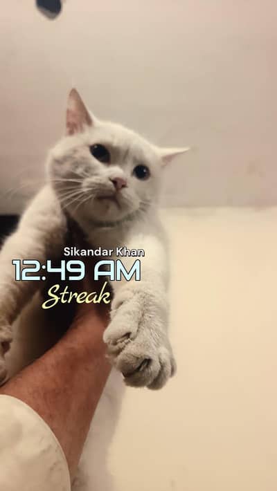 ten months play fully  healthy femalel O dais eyes male orange eyesail