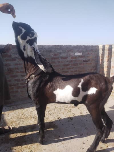 breeder male, four teeth ,saiwal