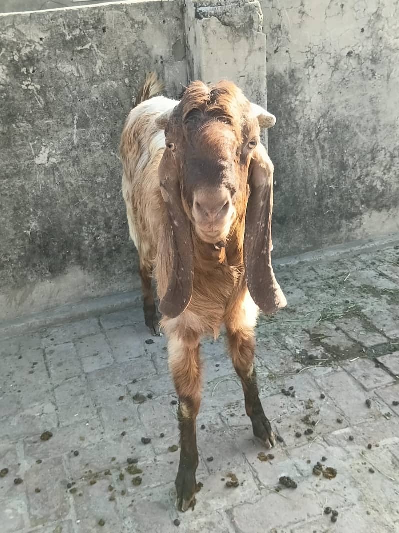 sindhi bakra 2