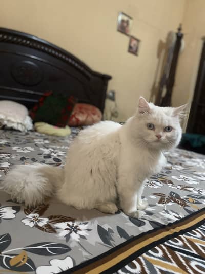 White Persian Male